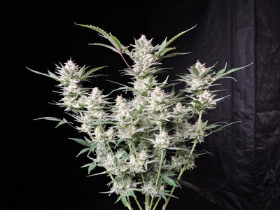 Strawberry Gorilla