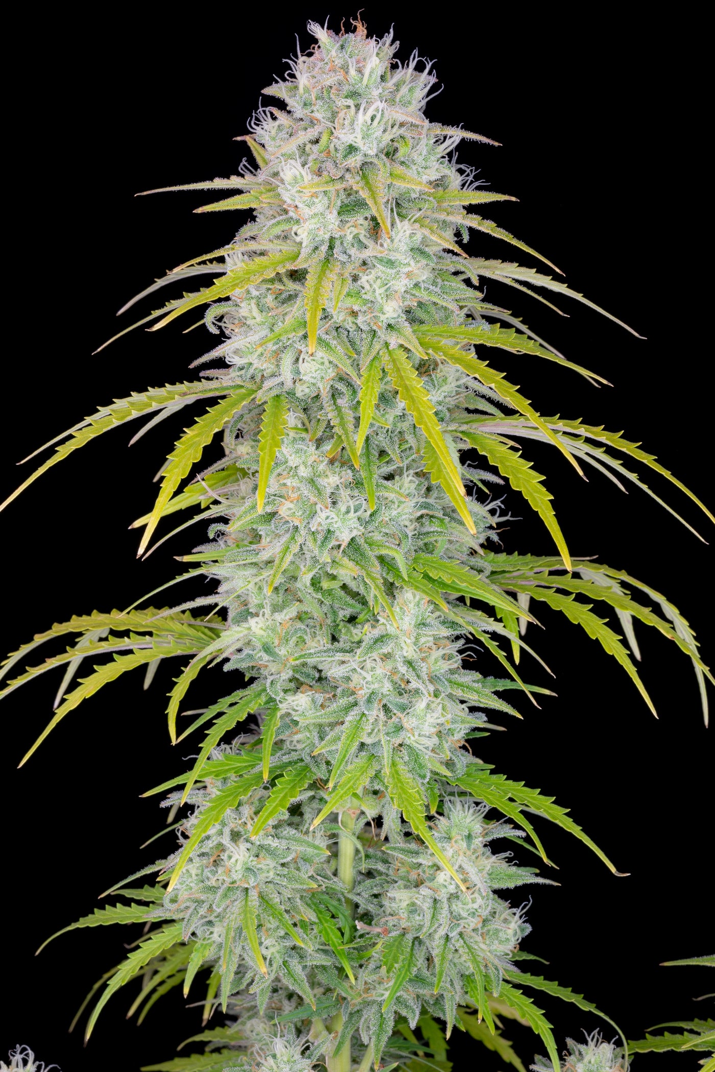 Orange sherbet