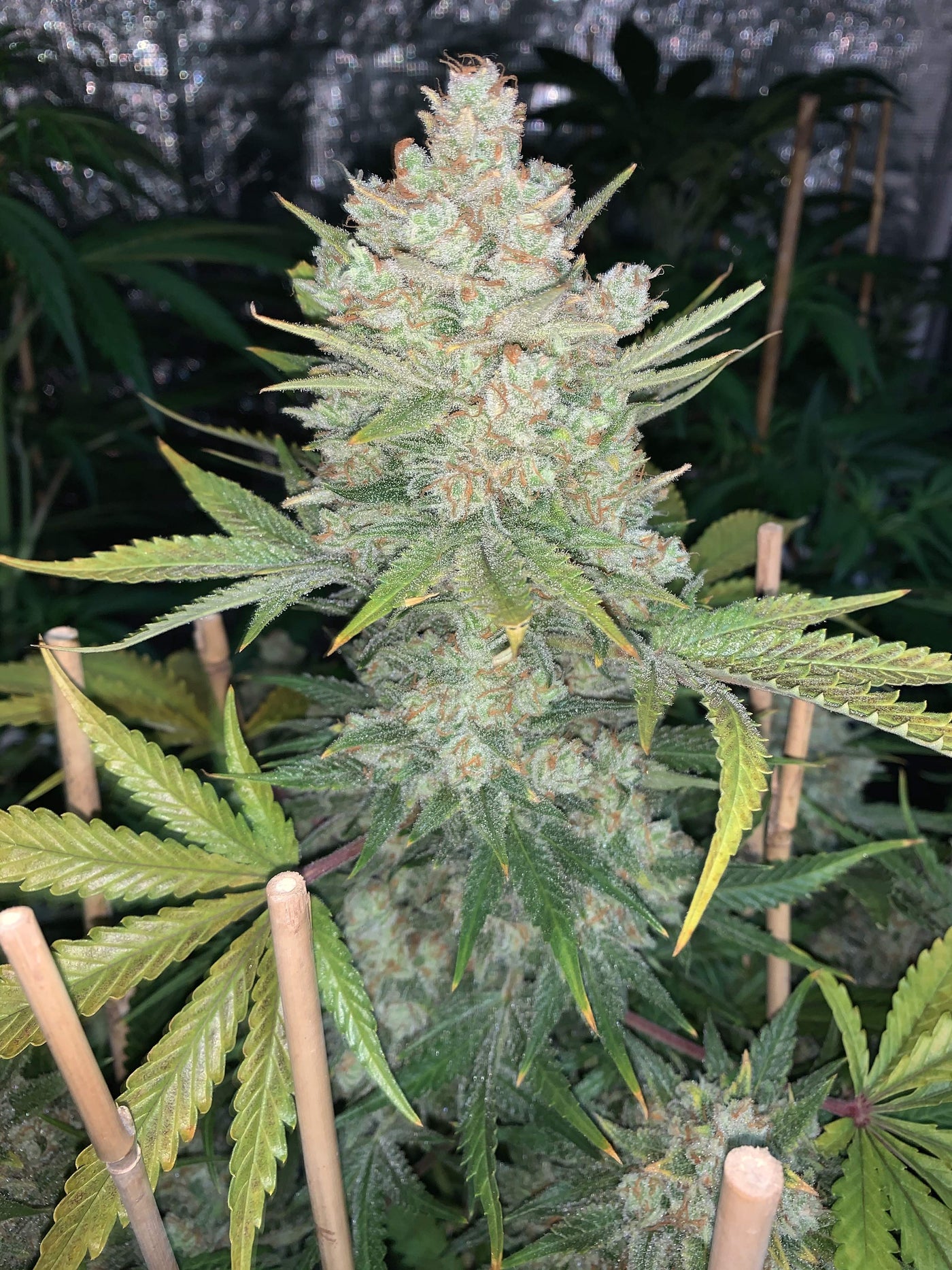 OG Kush Auto