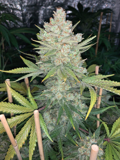 OG Kush Auto