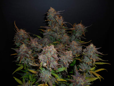Lemon AK