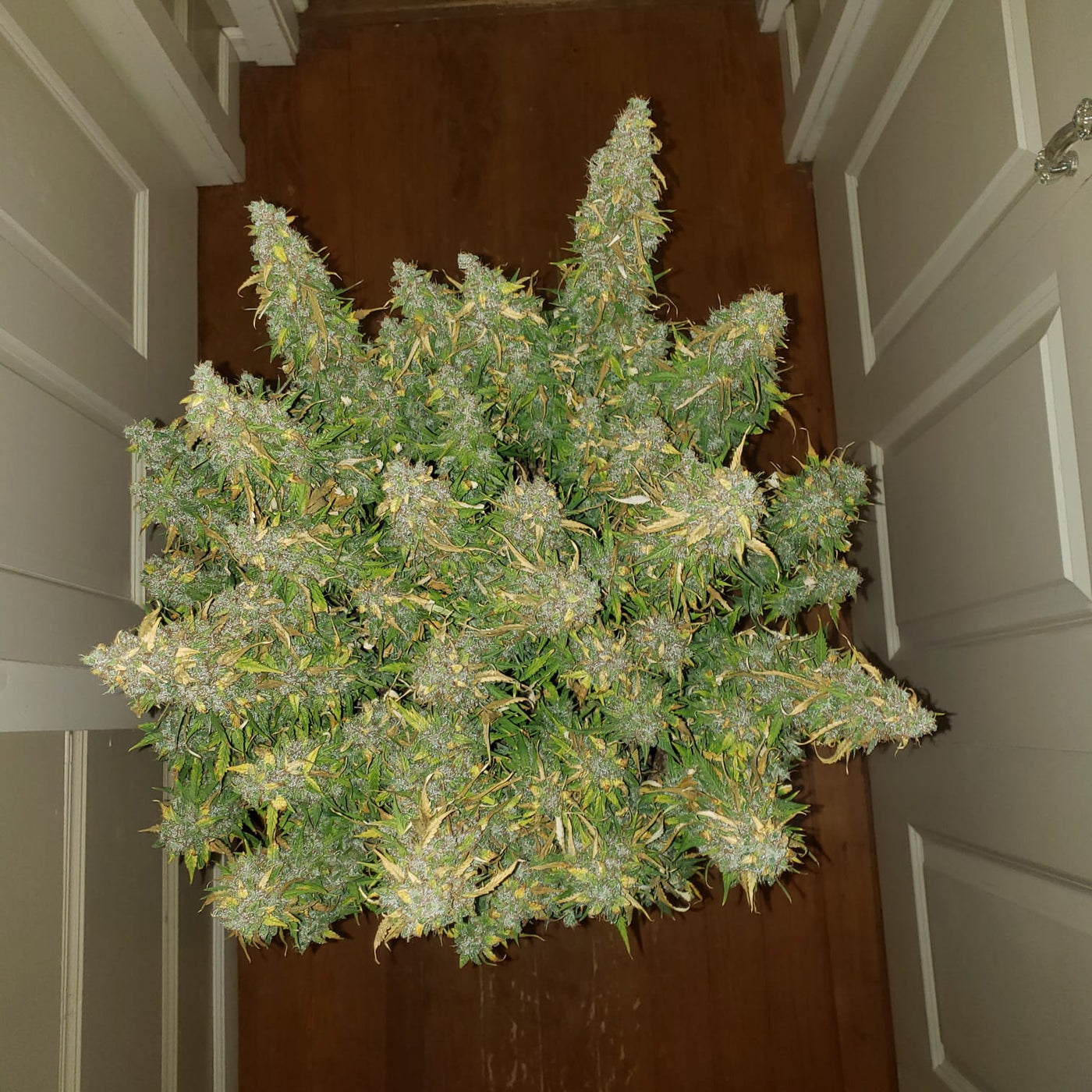 Critical Autoi