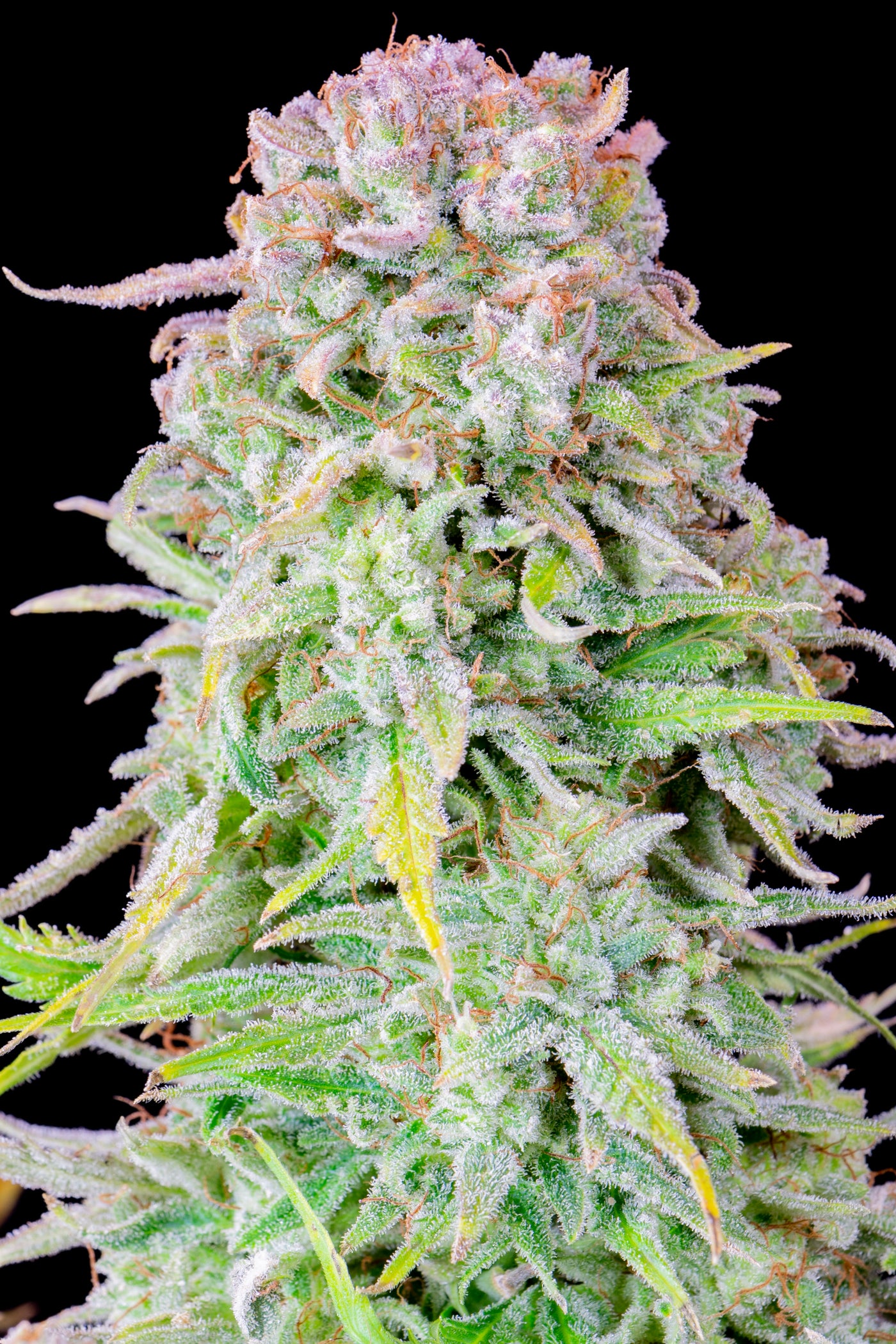 Afghan Kush Auto