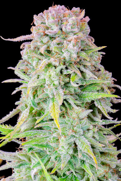 Afghan Kush Auto