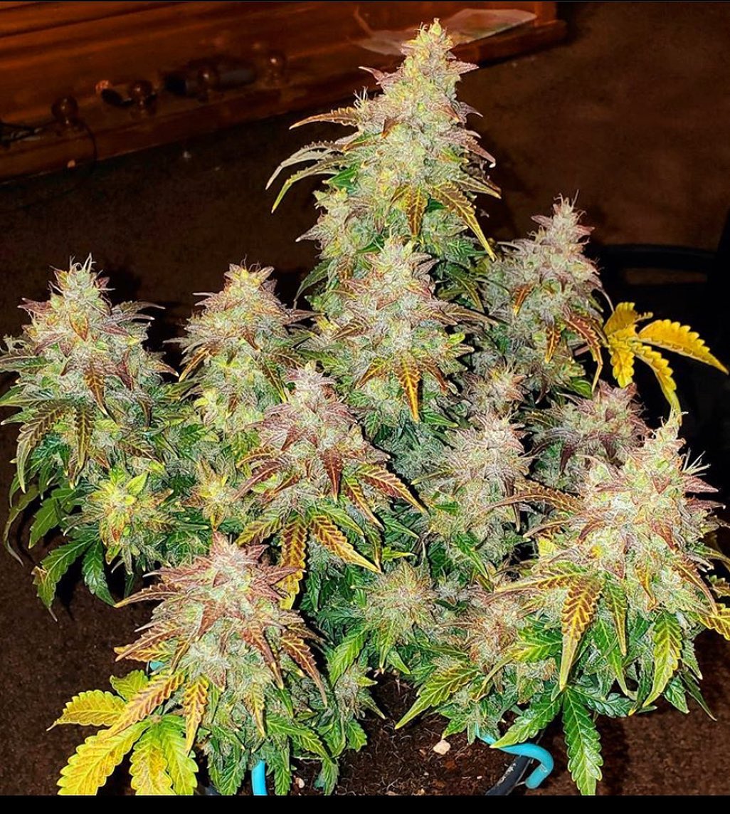 Skunk Auto