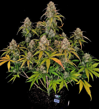 Chemdawg Auto