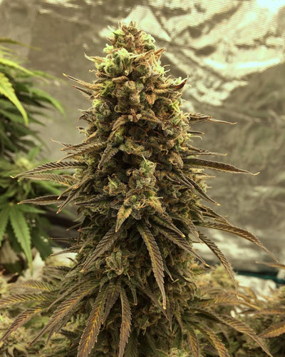Gorilla Glue