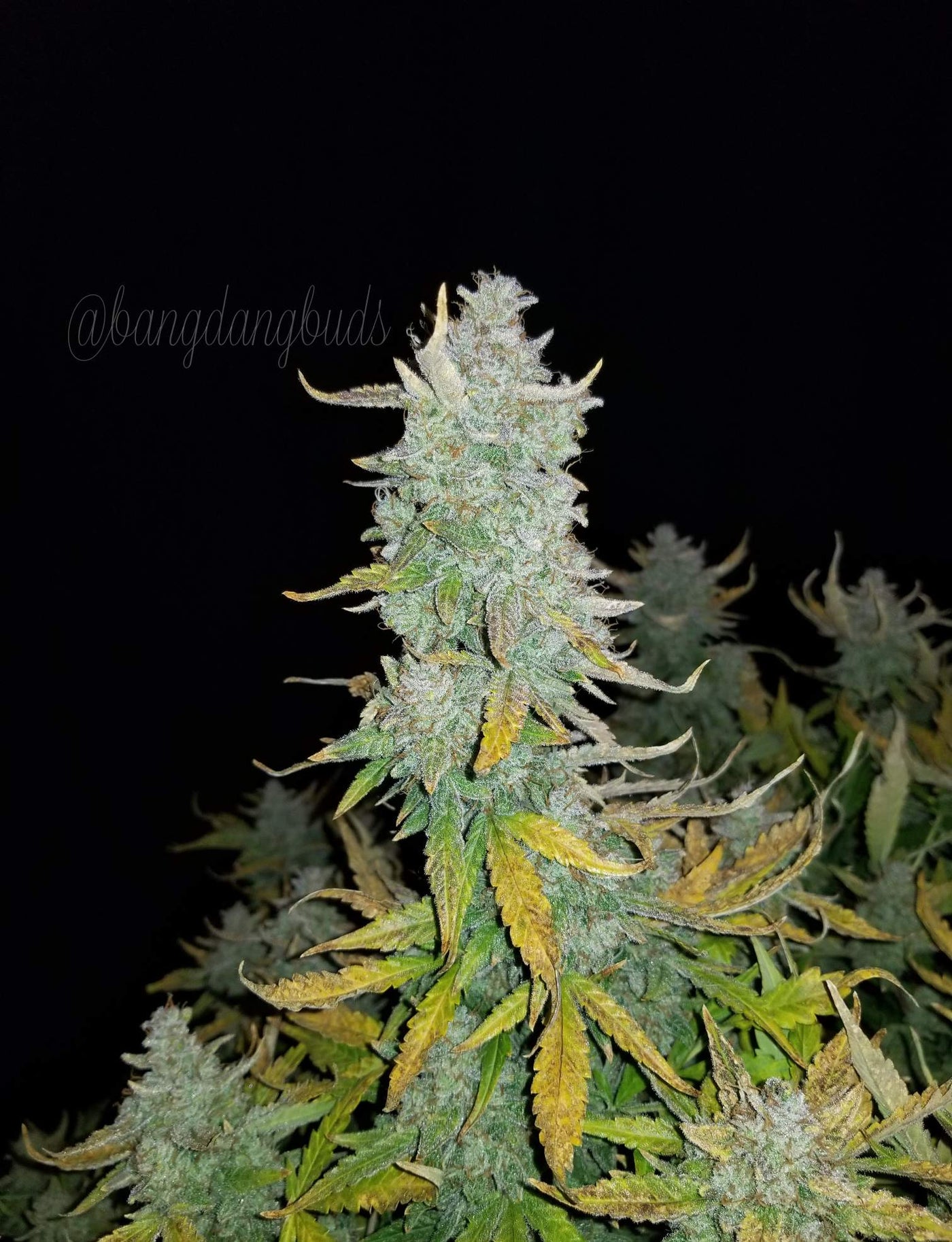 Rhino Ryder