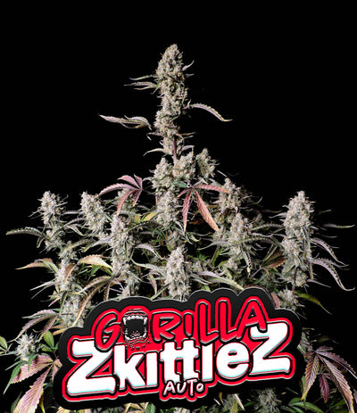Gorilla Zkittlez