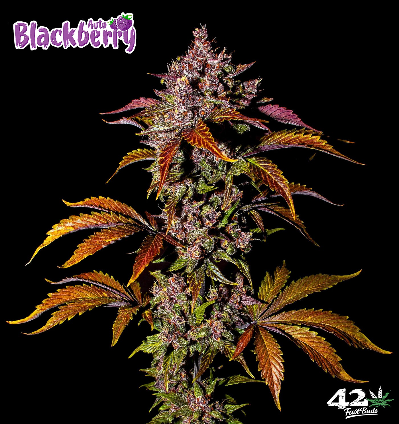 Blackberry