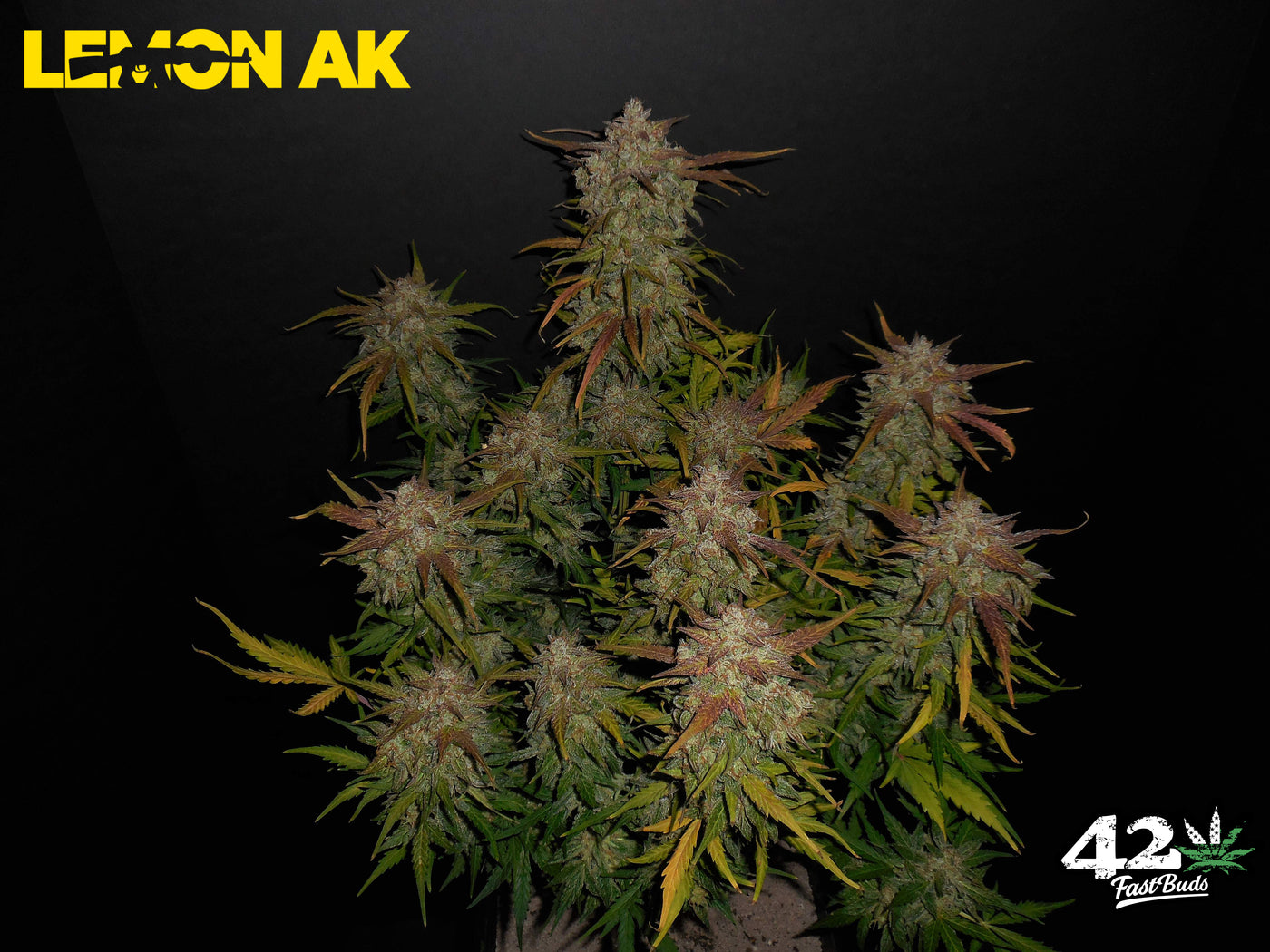 Lemon AK