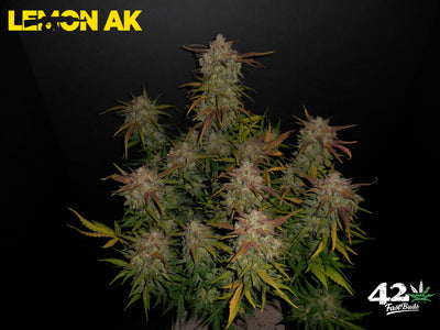 Lemon AK