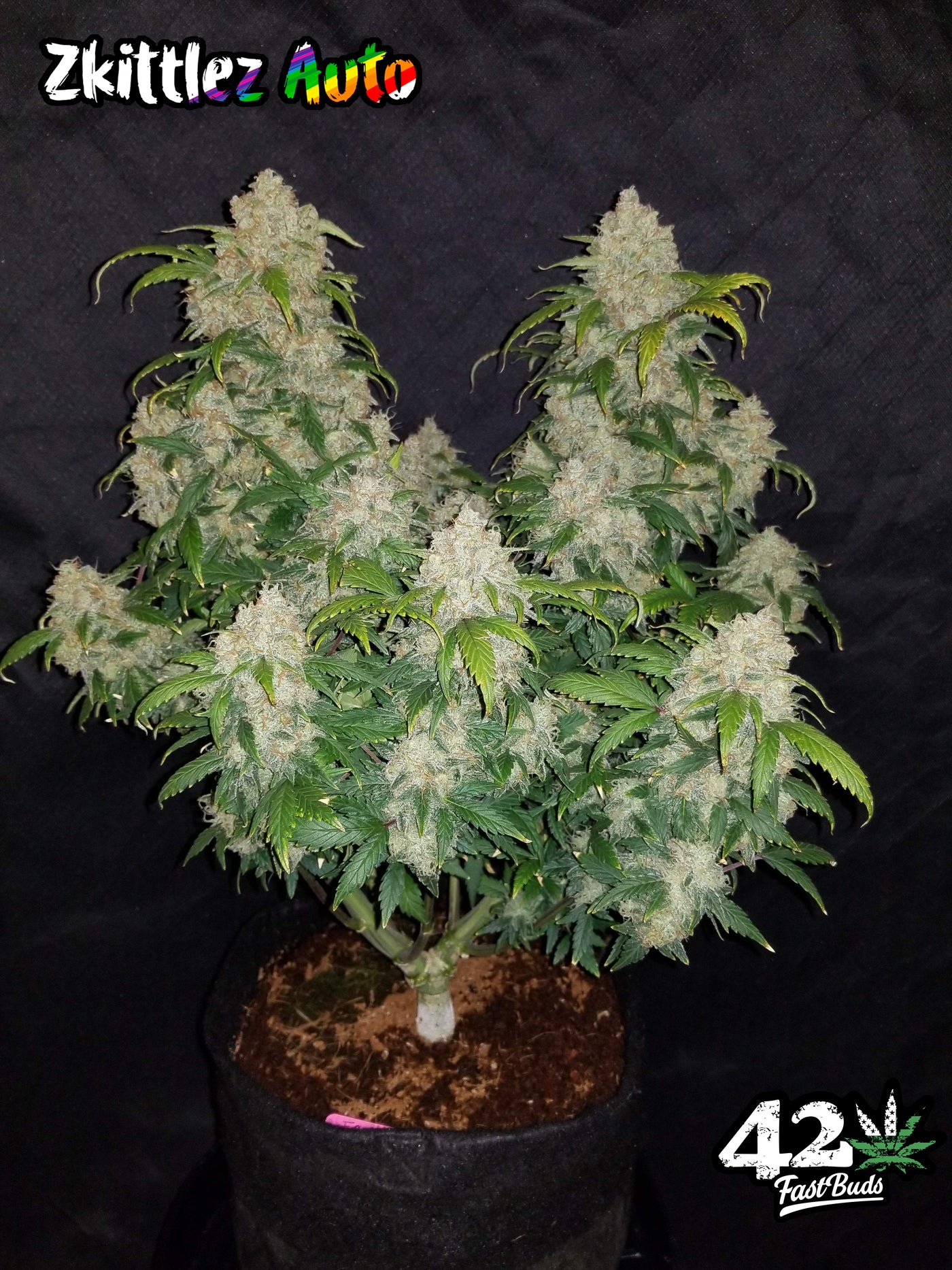 Zkittlez