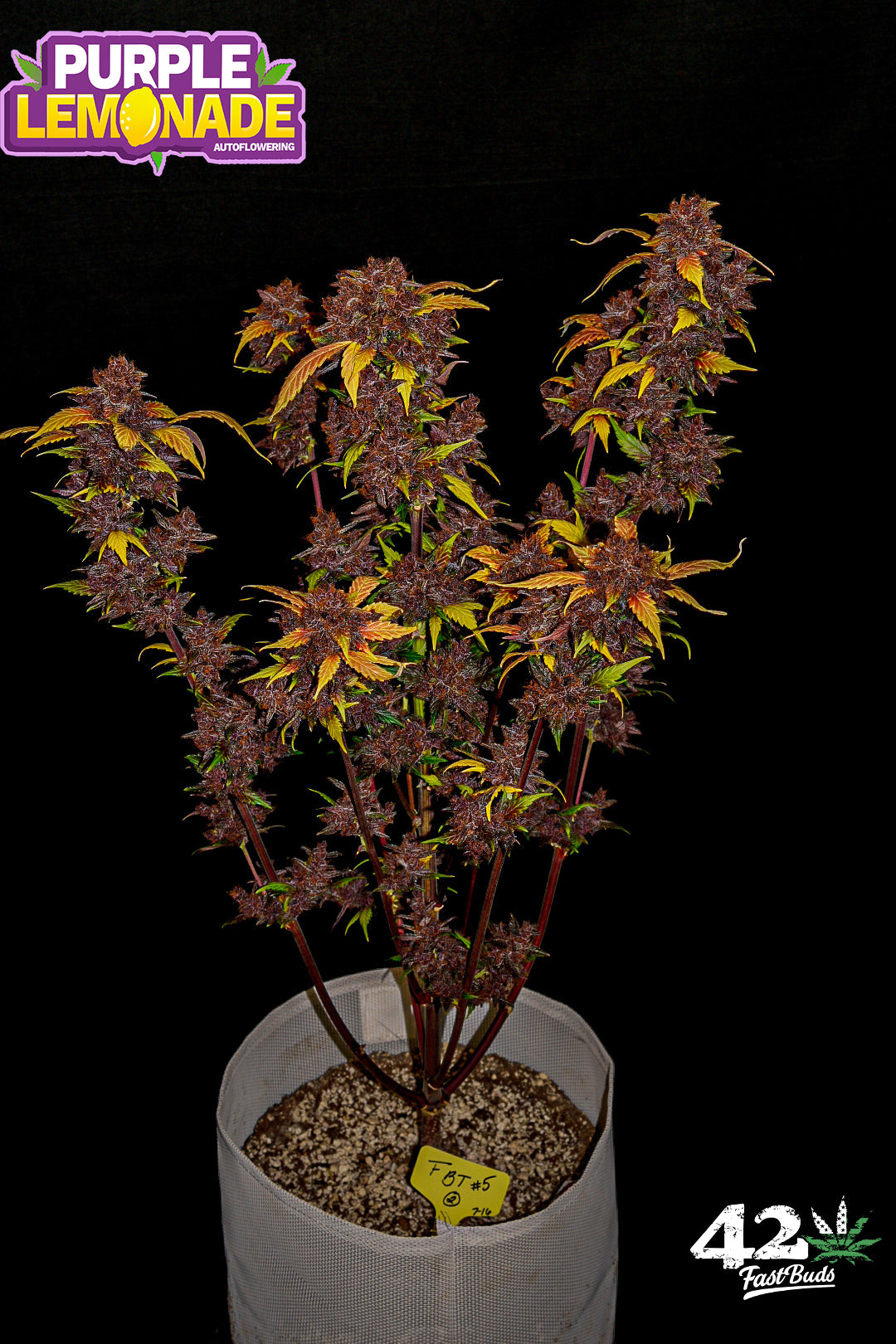Purple Lemonade