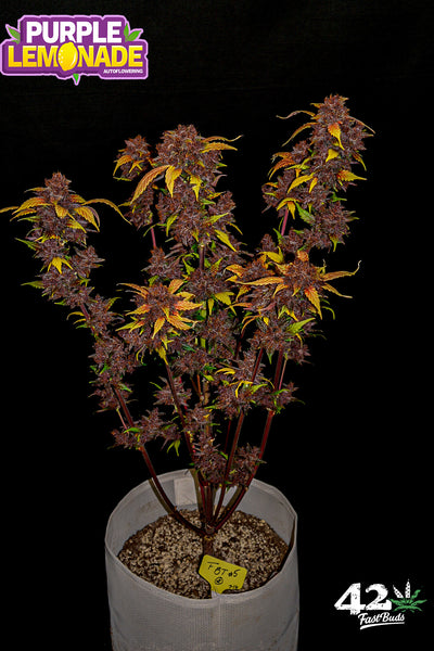Purple Lemonade