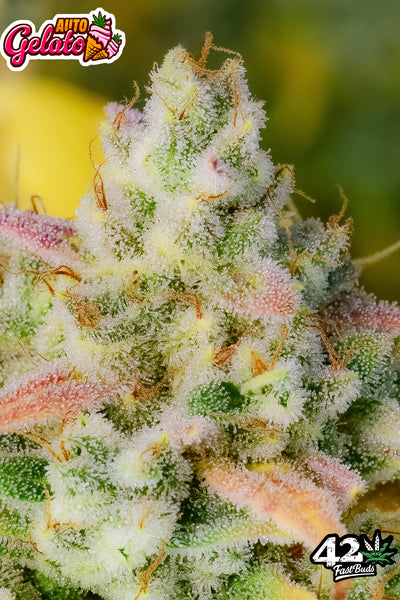Gelato