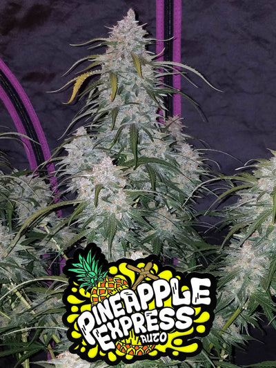 Pineapple Express