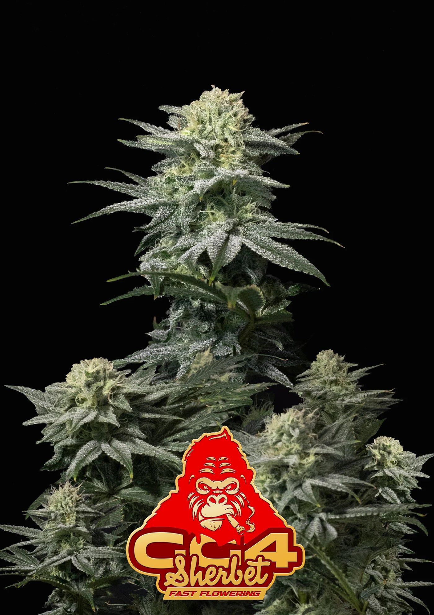 GG4 Sherbet FF