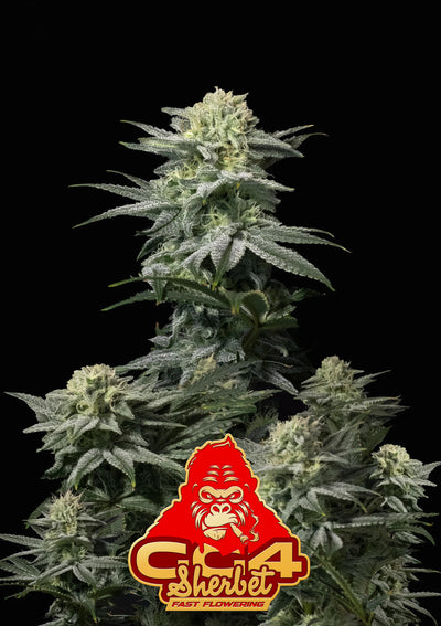 GG4 Sherbet FF