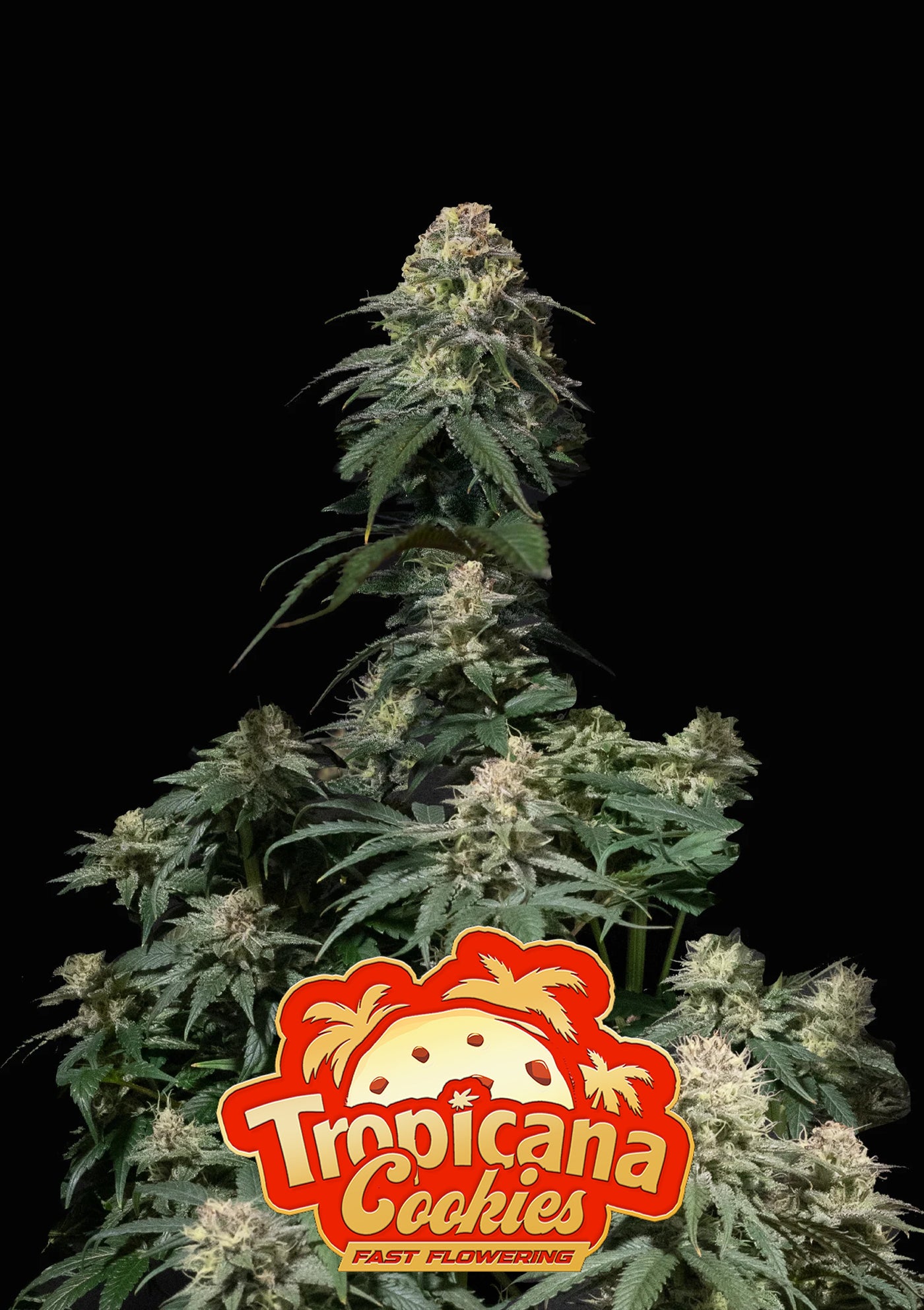 Tropicana Cookies FF