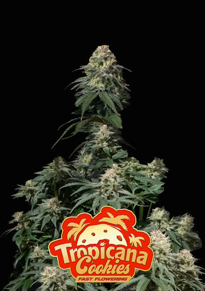 Tropicana Cookies FF