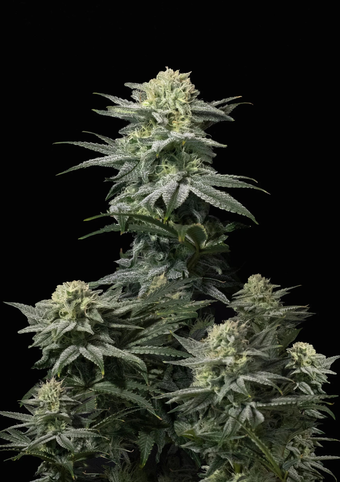GG4 Sherbet FF