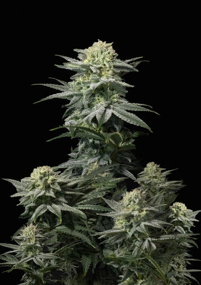 GG4 Sherbet FF