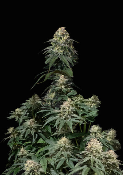 Tropicana Cookies FF