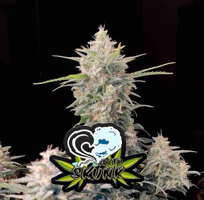Skunk Auto