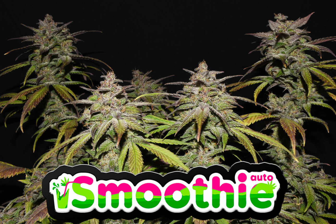 Smoothie