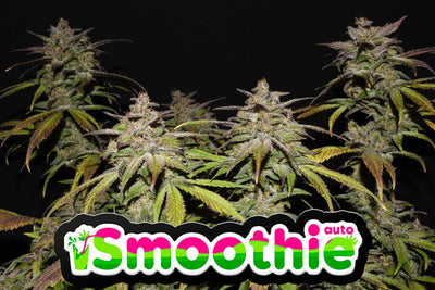Smoothie