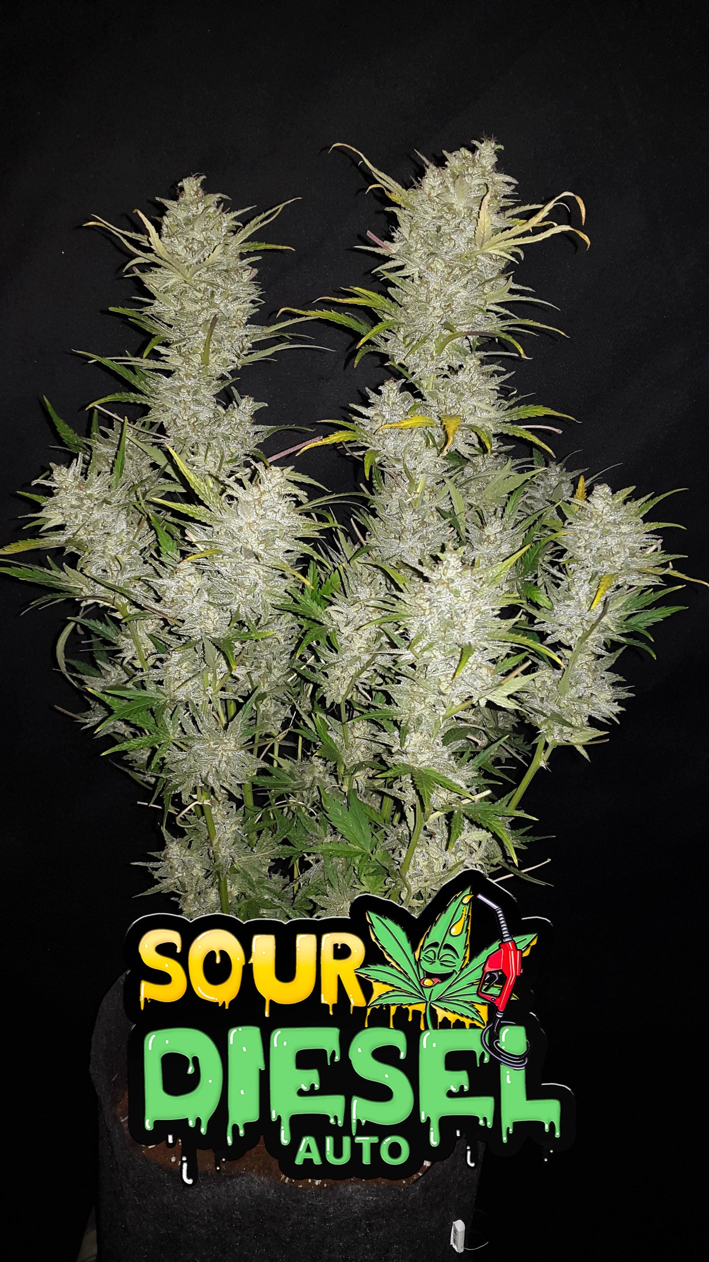 Sour Diesel Auto