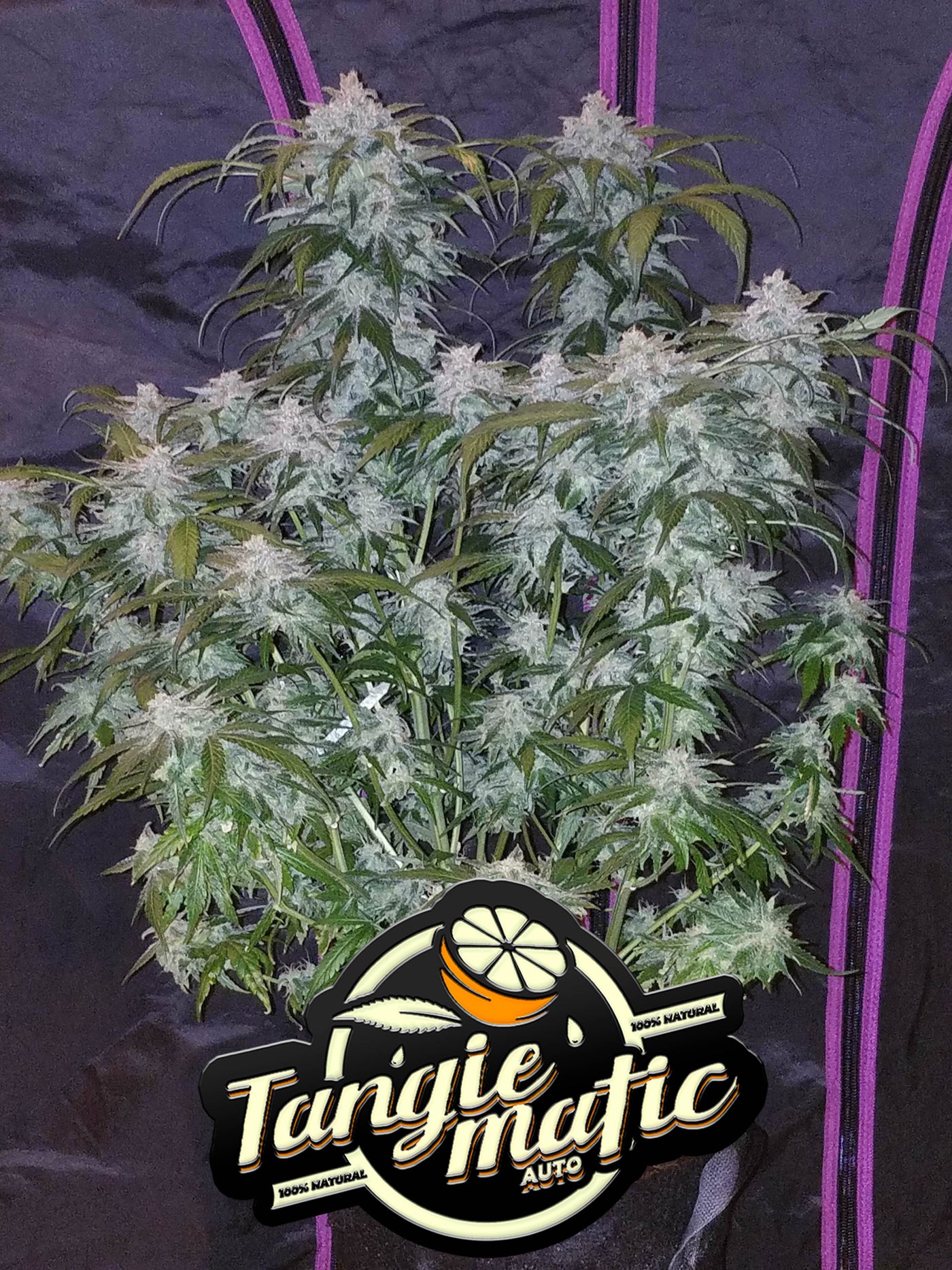 Tangie Matic