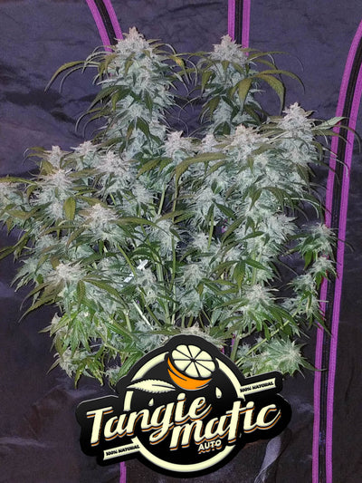 Tangie Matic