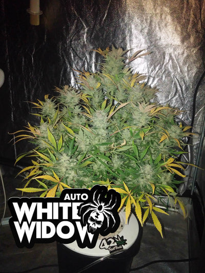 White Widow Auto